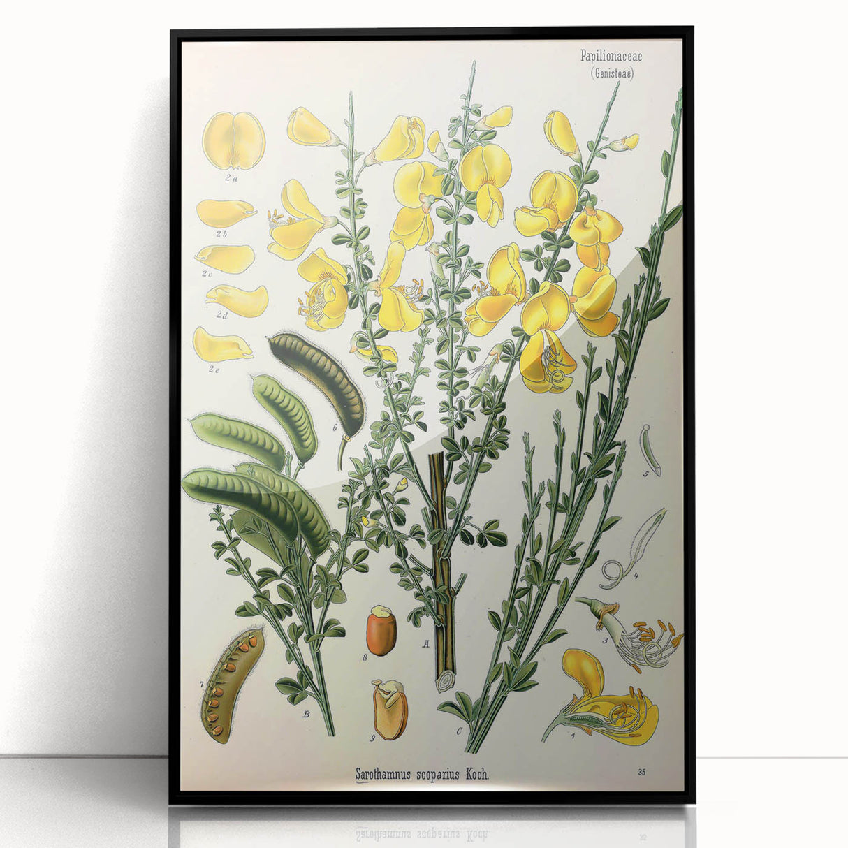 Vintage Botanical Art Print – Sarothamnus Scoparius Yellow Flowers