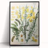 Vintage Botanical Art Print – Sarothamnus Scoparius Yellow Flowers