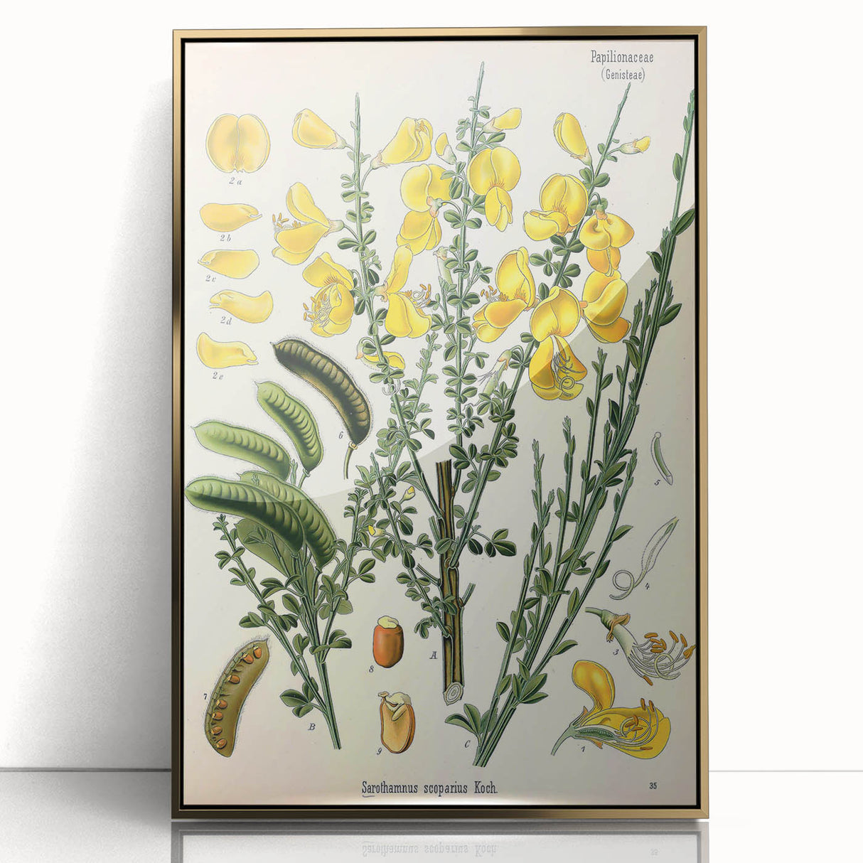 Vintage Botanical Art Print – Sarothamnus Scoparius Yellow Flowers