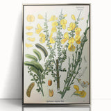 Vintage Botanical Art Print – Sarothamnus Scoparius Yellow Flowers