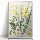 Vintage Botanical Art Print – Sarothamnus Scoparius Yellow Flowers