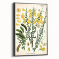 Vintage Botanical Art Print – Sarothamnus Scoparius Yellow Flowers