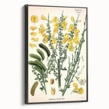 Vintage Botanical Art Print – Sarothamnus Scoparius Yellow Flowers