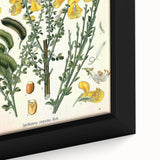 Vintage Botanical Art Print – Sarothamnus Scoparius Yellow Flowers