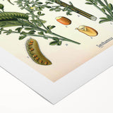 Vintage Botanical Art Print – Sarothamnus Scoparius Yellow Flowers