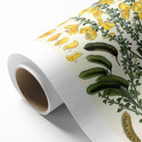Vintage Botanical Art Print – Sarothamnus Scoparius Yellow Flowers