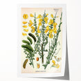 Vintage Botanical Art Print – Sarothamnus Scoparius Yellow Flowers