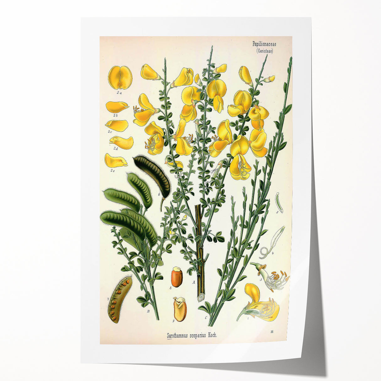 Vintage Botanical Art Print – Sarothamnus Scoparius Yellow Flowers