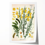 Vintage Botanical Art Print – Sarothamnus Scoparius Yellow Flowers
