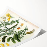 Vintage Botanical Art Print – Sarothamnus Scoparius Yellow Flowers