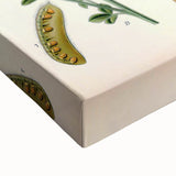 Vintage Botanical Art Print – Sarothamnus Scoparius Yellow Flowers