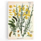 Vintage Botanical Art Print – Sarothamnus Scoparius Yellow Flowers