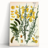 Vintage Botanical Art Print – Sarothamnus Scoparius Yellow Flowers