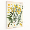 Vintage Botanical Art Print – Sarothamnus Scoparius Yellow Flowers