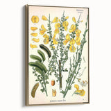Vintage Botanical Art Print – Sarothamnus Scoparius Yellow Flowers