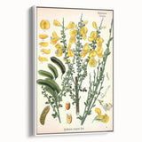 Vintage Botanical Art Print – Sarothamnus Scoparius Yellow Flowers