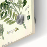 Vintage Botanical Art Print – Indigofera Anil with Green Leaves