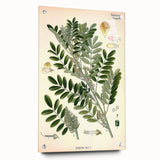 Vintage Botanical Art Print – Indigofera Anil with Green Leaves