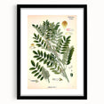 Vintage Botanical Art Print – Indigofera Anil with Green Leaves