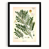 Vintage Botanical Art Print – Indigofera Anil with Green Leaves