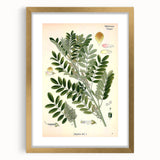 Vintage Botanical Art Print – Indigofera Anil with Green Leaves