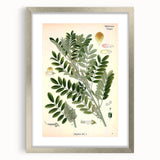 Vintage Botanical Art Print – Indigofera Anil with Green Leaves