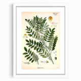 Vintage Botanical Art Print – Indigofera Anil with Green Leaves