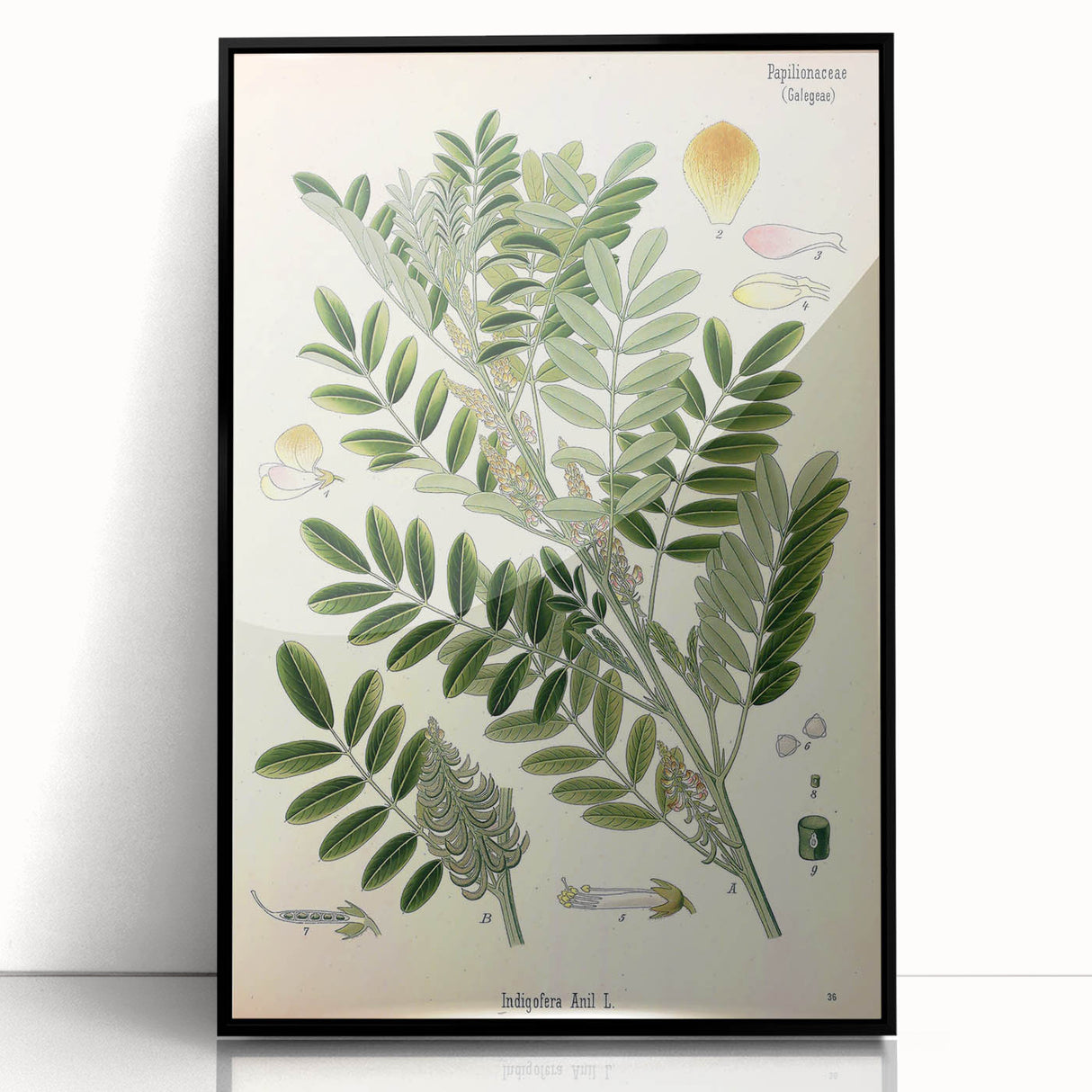 Vintage Botanical Art Print – Indigofera Anil with Green Leaves