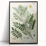 Vintage Botanical Art Print – Indigofera Anil with Green Leaves