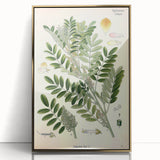 Vintage Botanical Art Print – Indigofera Anil with Green Leaves