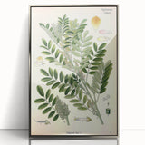 Vintage Botanical Art Print – Indigofera Anil with Green Leaves