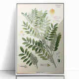Vintage Botanical Art Print – Indigofera Anil with Green Leaves