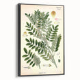 Vintage Botanical Art Print – Indigofera Anil with Green Leaves