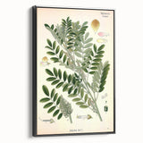 Vintage Botanical Art Print – Indigofera Anil with Green Leaves