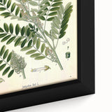 Vintage Botanical Art Print – Indigofera Anil with Green Leaves