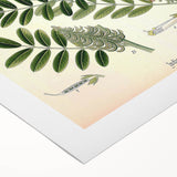 Vintage Botanical Art Print – Indigofera Anil with Green Leaves