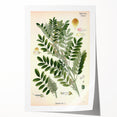 Vintage Botanical Art Print – Indigofera Anil with Green Leaves