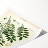 Vintage Botanical Art Print – Indigofera Anil with Green Leaves