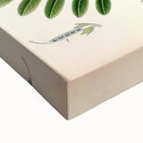 Vintage Botanical Art Print – Indigofera Anil with Green Leaves