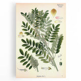 Vintage Botanical Art Print – Indigofera Anil with Green Leaves