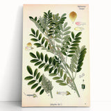 Vintage Botanical Art Print – Indigofera Anil with Green Leaves