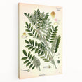 Vintage Botanical Art Print – Indigofera Anil with Green Leaves