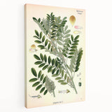Vintage Botanical Art Print – Indigofera Anil with Green Leaves