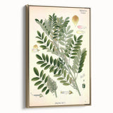 Vintage Botanical Art Print – Indigofera Anil with Green Leaves