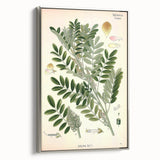 Vintage Botanical Art Print – Indigofera Anil with Green Leaves