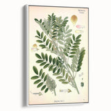 Vintage Botanical Art Print – Indigofera Anil with Green Leaves