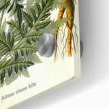 Vintage Botanical Art Print – Anthriscus Silvestris Wild Chervil