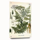 Vintage Botanical Art Print – Anthriscus Silvestris Wild Chervil