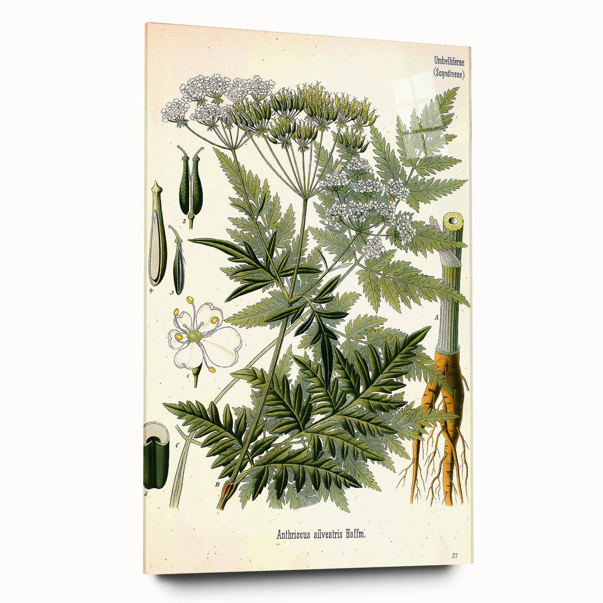Vintage Botanical Art Print – Anthriscus Silvestris Wild Chervil