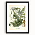 Vintage Botanical Art Print – Anthriscus Silvestris Wild Chervil